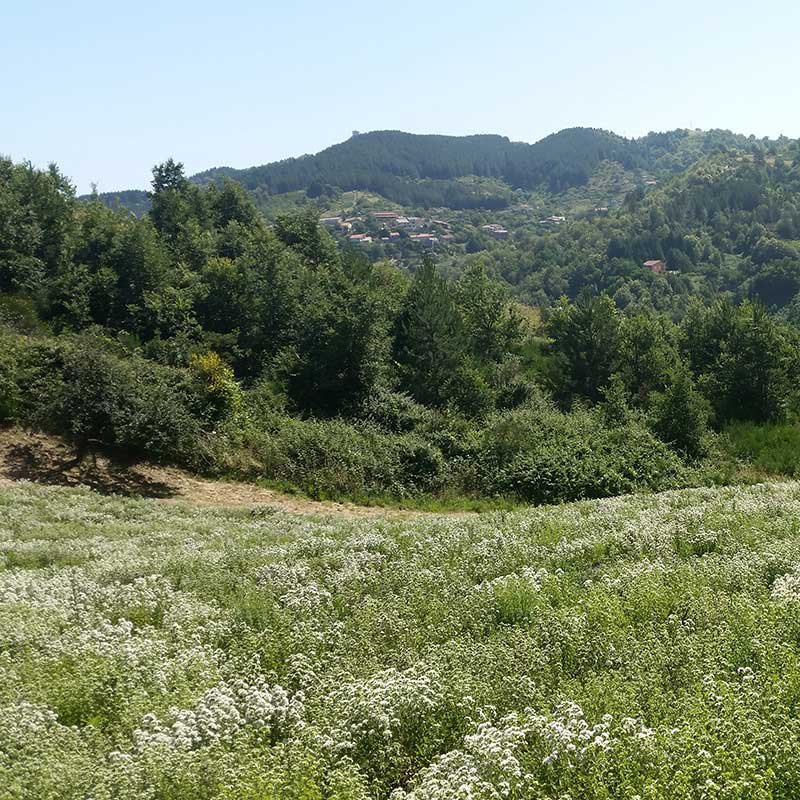 Orégano de montaña de Calabria, lata de 30g