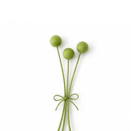  Green dried craspedia flowers, round ball-shaped blooms, tall stems, botanical arrangement, natural decor