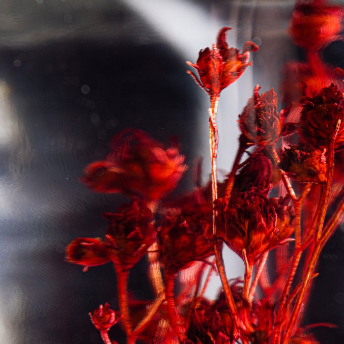 Plante immergée Broom bloom rouge HERBARIUM DE THEOPHILE