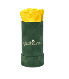 Colección Terciopelo Verde