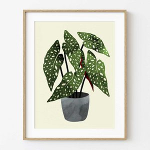 Begonia Maculata Pot Art Print