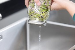 Sproutungsglas Set, 1000 ml Gläser
