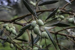 EFKRATO – Nagrodzona organiczna oliwa z oliwek z pierwszego tłoczenia z wczesnych zbiorów z oświadczeniem zdrowotnym