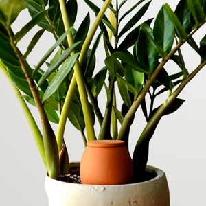 Olla self watering pot - Lutoya Small Original - 20 cl