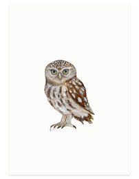 A small, brown owl with large eyes and a round body perched on a white background.