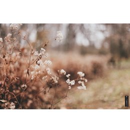  A decorative dry flower arrangement measuring 80x52cm, suitable for use as a trivet or protective surface.