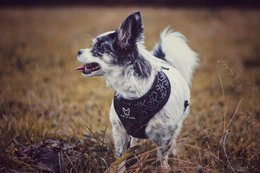 2-i-1 hundesele FK