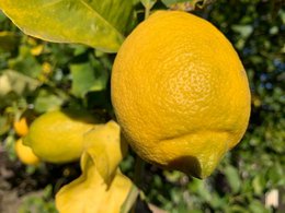 Citronsyltetøj ekstra | 220 gram