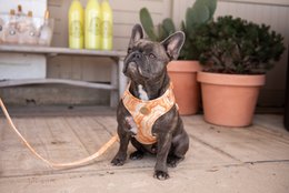 Velvy marble harness, a stylish pet collar for dogs in various sizes, made of durable marble-patterned material.