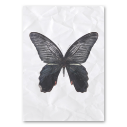 A dark butterfly wall art with various size options on a dirty old canvas background.