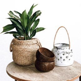  A round, natural coconut bowl with a plant inside. The bowl is made of woven natural fibers and has a rustic, earthy appearance.