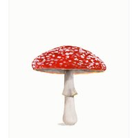 postcard | Fly agaric