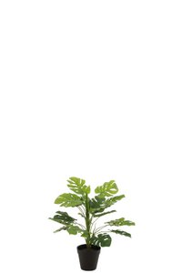 J-Line Philodendron im Topf Kunststoff grün klein