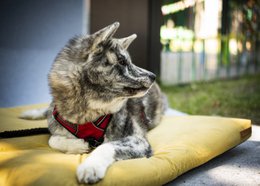Madras "Soft" til en hund og en kat - genbrugt