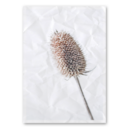 Dried teasel wall art in various sizes and finishes, featuring a close-up image of a teasel flower head against a white background.