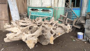 Tree stump big