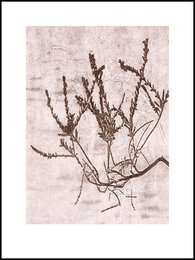 Heather cacao 30x40 cm wall art featuring a monochrome botanical illustration with delicate branches and leaves.