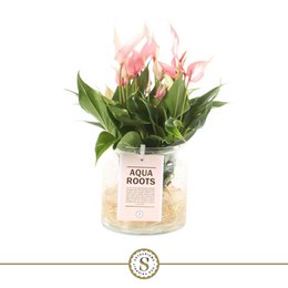  Anthurium Aqua Roots Lilli - Vibrant pink flowering plant in a glass vase with aqua roots.
