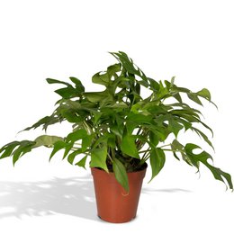  A lush, green Monstera Minima plant in a terracotta pot, featuring large, perforated leaves characteristic of the Monstera genus. The plant appears to be a compact, miniature variety, suitable for indoor display.