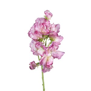 Wicke Esra, L46cm, pflaume