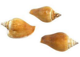  Decorative seashells in a natural tan color with spiral patterns, suitable for Easter or coastal-themed decor.