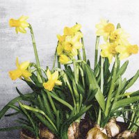 Cocktail napkins Narcissus