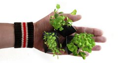 A black plant pot with a growing kit containing herb seeds. The pot has a modern, minimalist design with a sleek black finish.