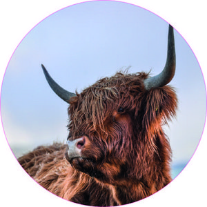 Muurcirkel Hooglander 2022