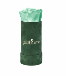 Colección Terciopelo Verde