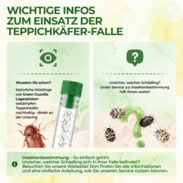 Teppichkäfer Falle