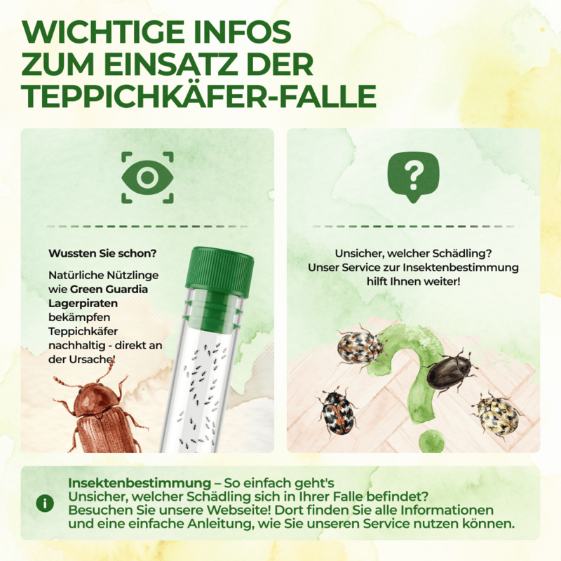 Teppichkäfer Falle