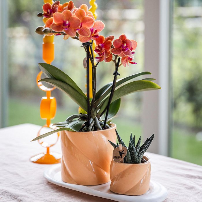 Hummingbird Orchids | Gift set Optimism small peach | Green