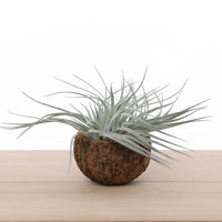 Tillandsia silver in brown cup