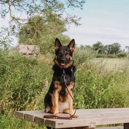Nessun guinzaglio per cani confusi | Marrone
