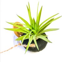 Luchtplantje in zee-egel – staand op zuignap – Tillandsia Abdita – zwart