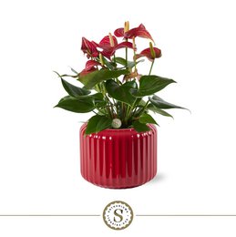  Dark red flowering plant in a vibrant red ceramic pot.
