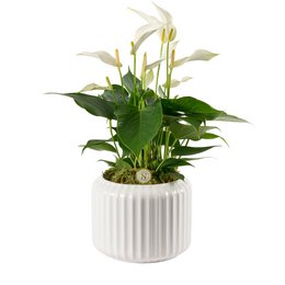  White flowering plant in a white ceramic pot with ribbed texture.