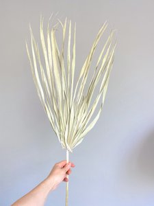 Chamerops Blätter, 10 St., 80cm, grijs-mint/frosted white