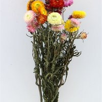 Strobloemen - Helichrysum Mix  - droogbloemen