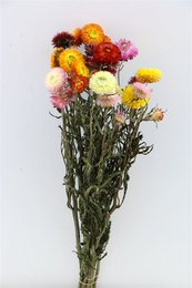 Vibrant dried flowers in a mix of yellow, orange, and burgundy hues. The flowers have a textured, natural appearance and are arranged in a bouquet-like display.