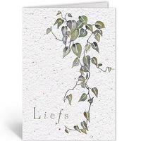 LOVE - PHILODENDRON SCANDENS