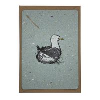 swimming gull