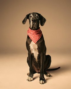 Mons bons x bassigue abstracte print Pet Bandana