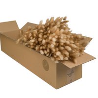 Trockenblumen - Lagurus Natural