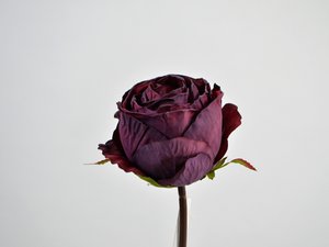 Rose branch without leaves, 40cm, purple