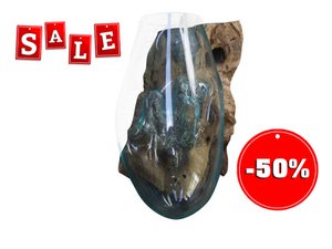 Natuurlijk rootwood met glazen kom als wanddecoratie