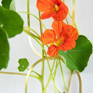 Kletterblüten-Samenmischung