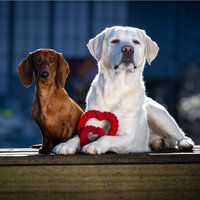 Hertha Heart - love of chewing