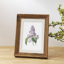 Botaniczny Art Print Mix x16 | Vintage ilustracja kwiat | Dekoracje ścienne