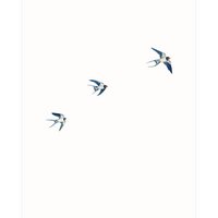 postcard | Barn Swallow flying